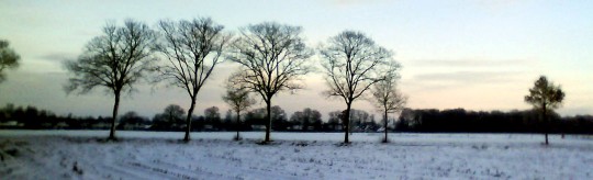 Winter trees in snow