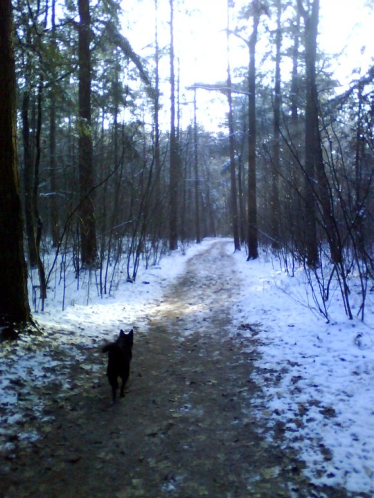dog on path