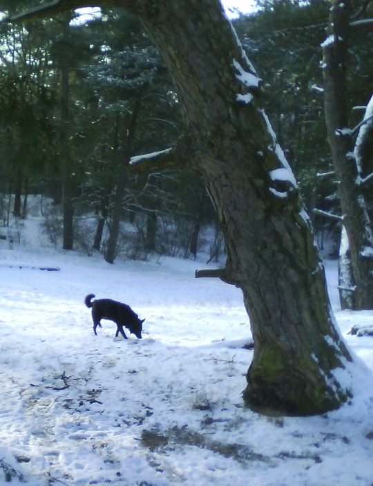 Pine and dog in snow